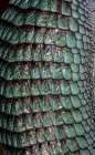 Mexican alligator lizard. Art Print